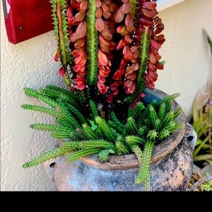 Huernia Schneideriana Stapelia Plant Red Dragon 3 Rooted Pieces 4-6 Inches Long